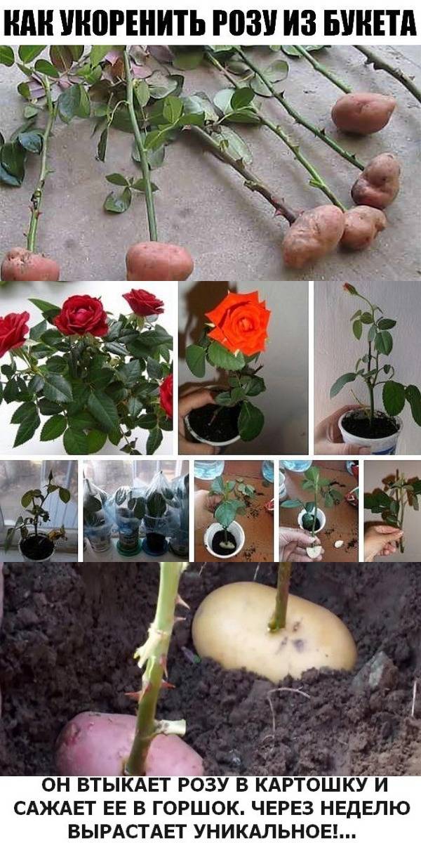 Как посадить розу из букета в домашних условиях с фото и видео
