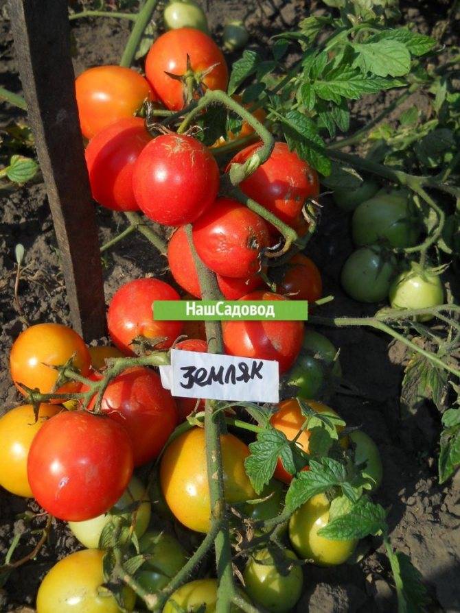 Томат земляк: характеристика и описание сорта, отзывы тех кто сажал помидоры об их урожайности, видео и фото семян