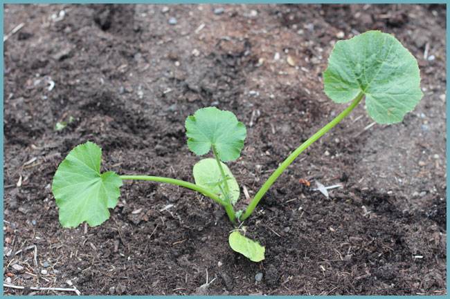 Кабачки: диетические овощи семейства тыквенных. посадка семенами в открытый грунт и уход, выращивание рассады (15 фото & видео) +отзывы