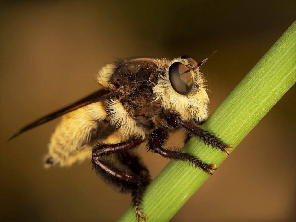 Сайт гибрид. АФРИКАНИЗИРОВАННАЯ АФРИКАНИЗИРОВАННАЯ пчела. Гибрид пчелы. Гибрид африканской пчелы.