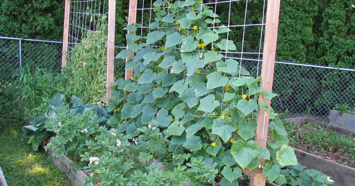 Как посадить огурцы в открытый грунт: подробная инструкция по высадке рассады огурцов
