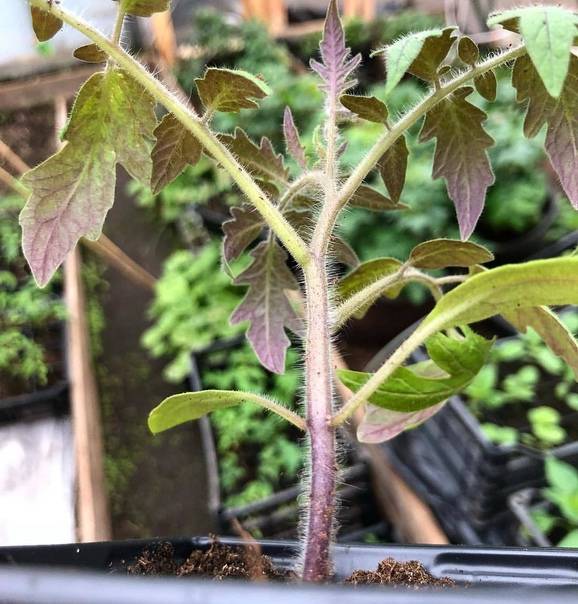 Фиолетовые листья у рассады помидоров: что делать, почему плохо растет, профилактика и лечение
