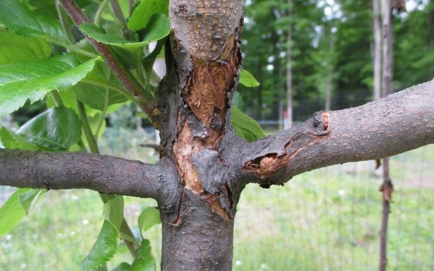 Лечение ран на стволах и ветвях плодовых деревьев