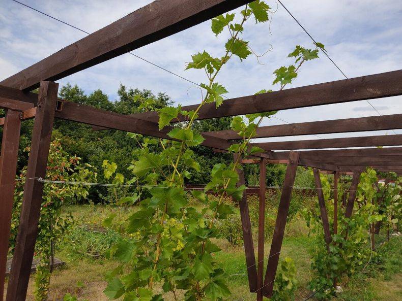Варианты изготовления изгороди для винограда - 16 фото