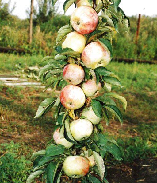 О яблоне колоновидной васюган, описание сорта, характеристики, агротехника