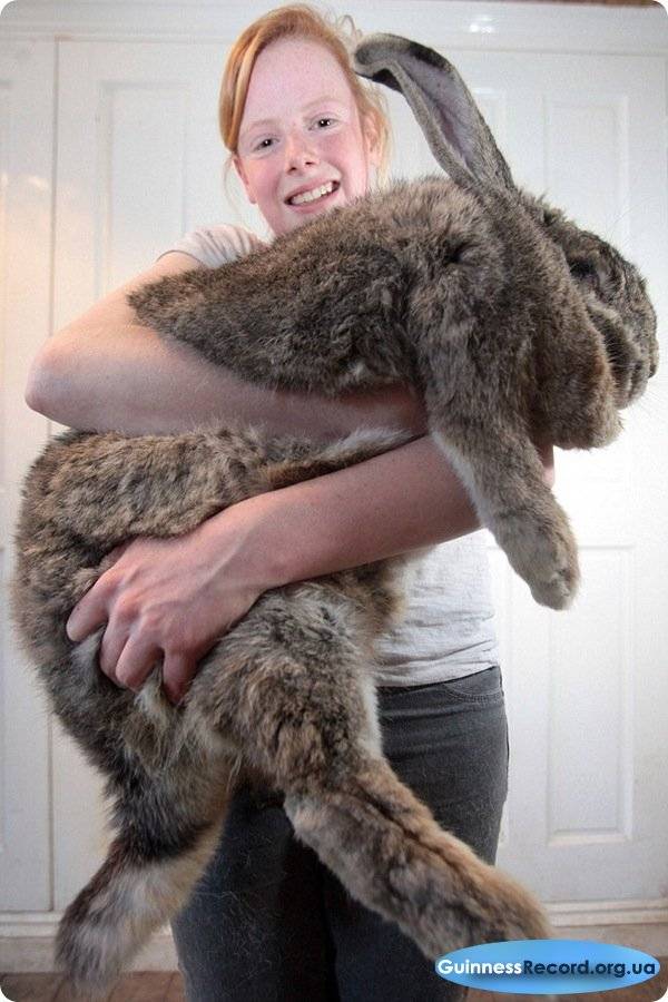 Самый большой кролик в мире: породы, фото, описание