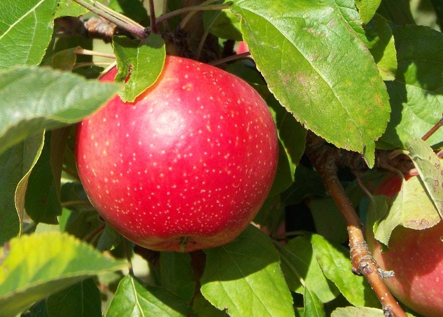 Яблоня пепин шафранный: описание сорта и фото selo.guru — интернет портал о сельском хозяйстве