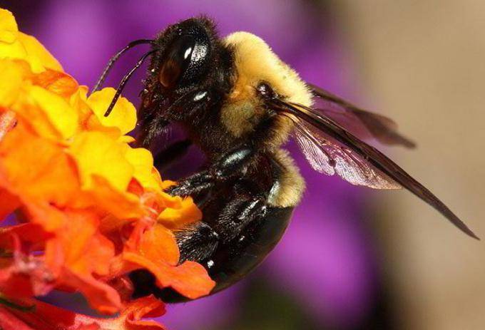 Разведение пчел для начинающих: как и с чего начать, подготовка пасеки, развод маток
