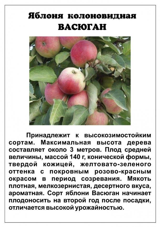Колоновидная яблоня васюган: описание, фото, отзывы, посадка и уход