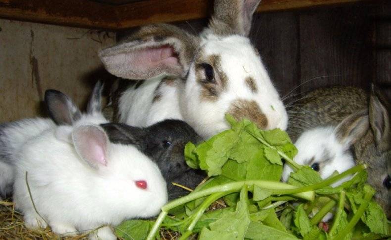 Когда можно отсаживать крольчат от крольчихи?