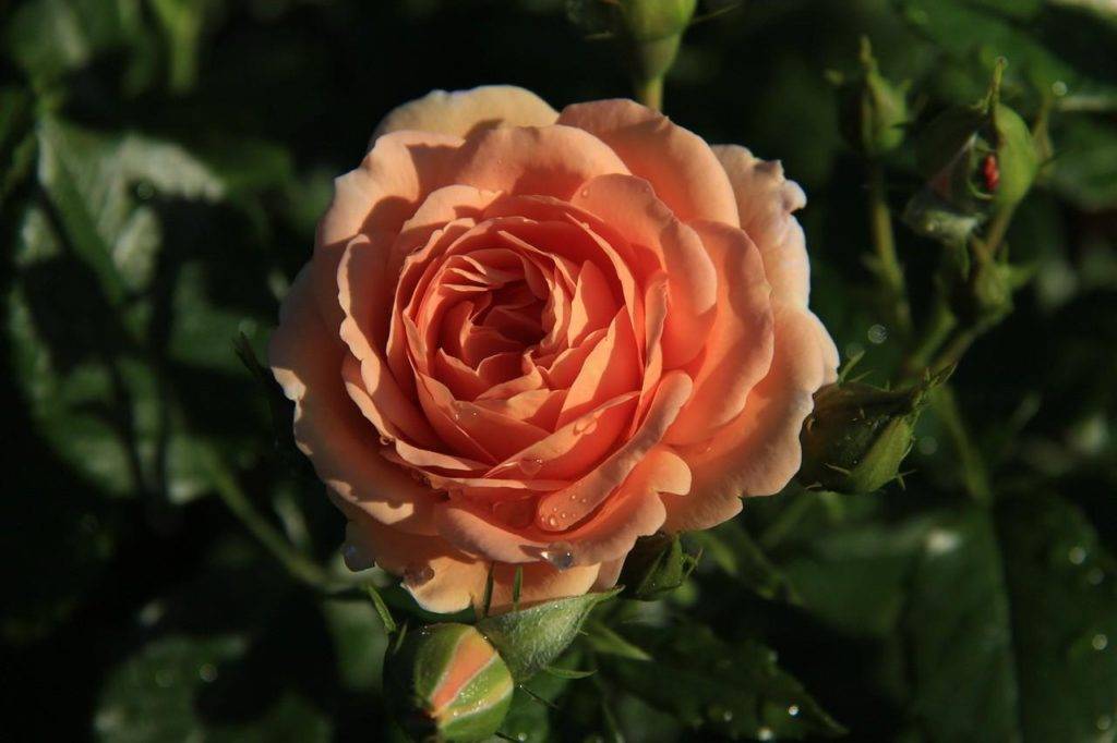 Роза флорибунда (geisha) гейша: описание и выращивание