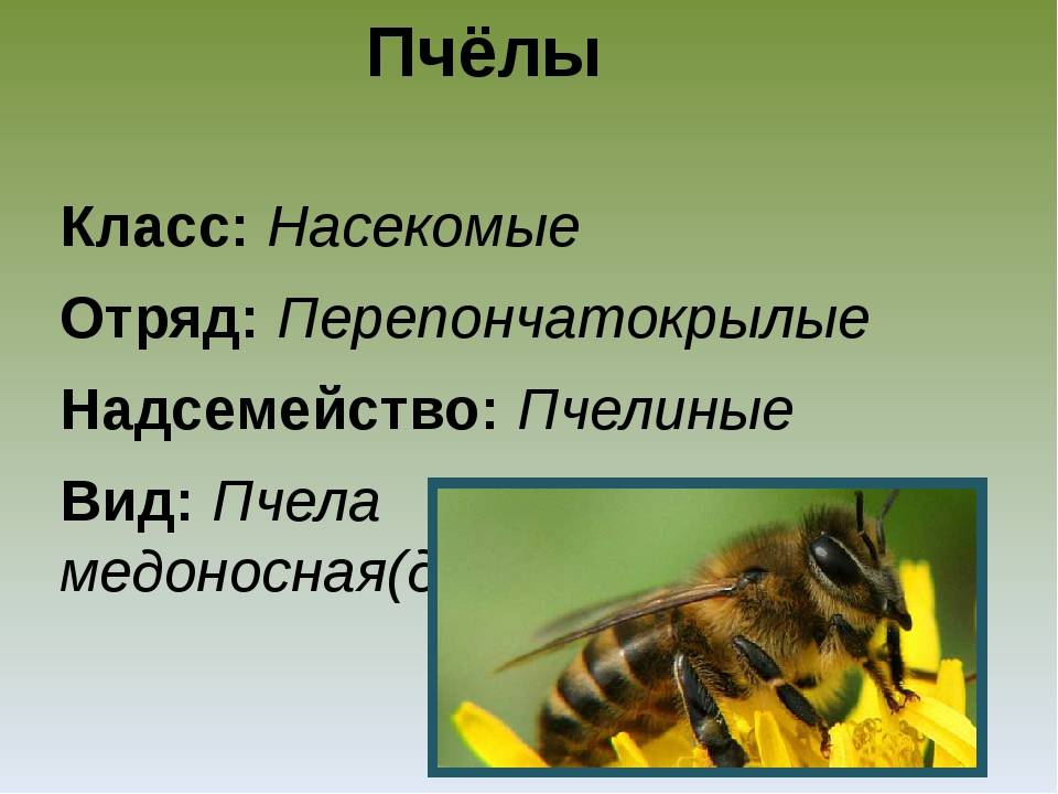 Информация о пчелах 2 класс окружающий. Медоносная пчела отряд. Медоносная пчела представитель отряда. Сообщение о пчелах. Доклад о пчелах.