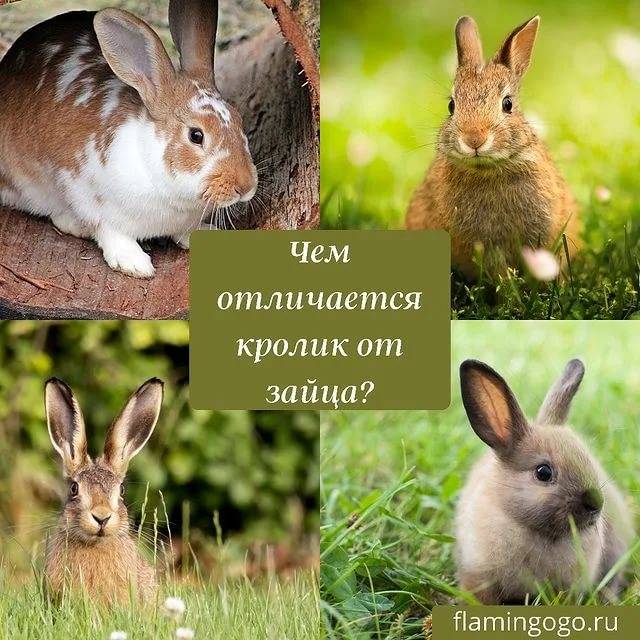 Чем заяц отличается от кролика? 24 фото как отличить внешне? кто больше? таблица отличий по признакам, разница в весе между дикими и домашними животными