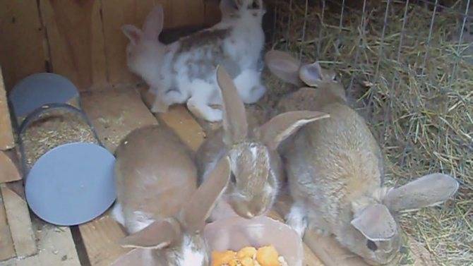 Как выкормить новорожденных крольчат без крольчихи: искусственное вскармливание