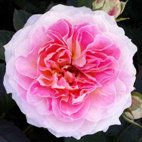 Роза плетистая дон-жуан: описание сорта и отзывы
