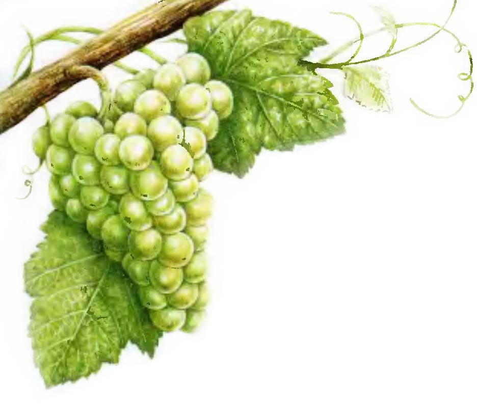 Сорт винограда шардоне (chardonnay): описание, характеристики, история, вкус, аромат