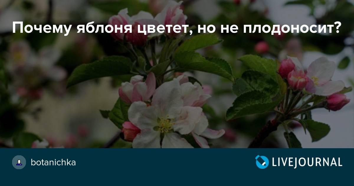 Сколько раз и на какой год после посадки плодоносит яблоня