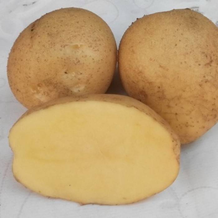 Характеристика и описание картофеля сорта адретта, посадка и уход
