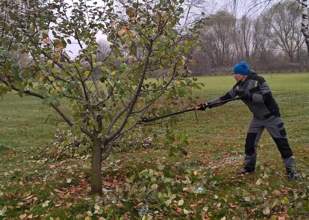 Об уходе за яблоней после посадки: как окапывать, мульчировать, подвязать