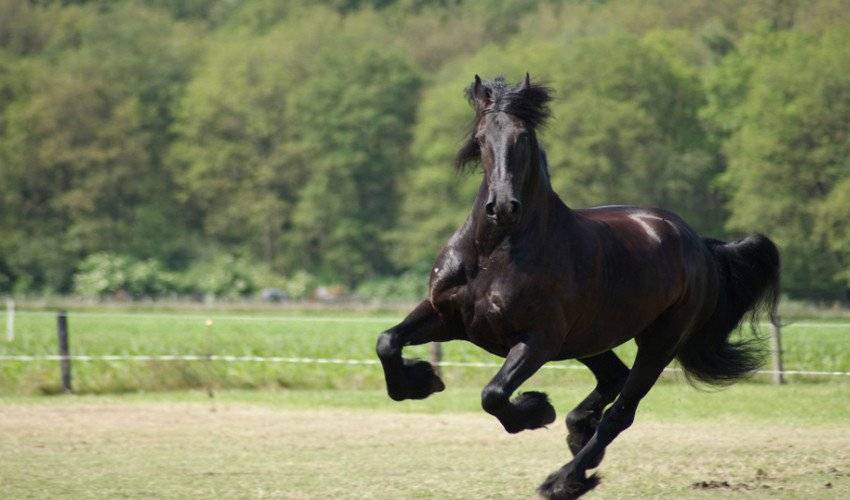 О фризской лошади: кони породы фриз, особенности и описание
