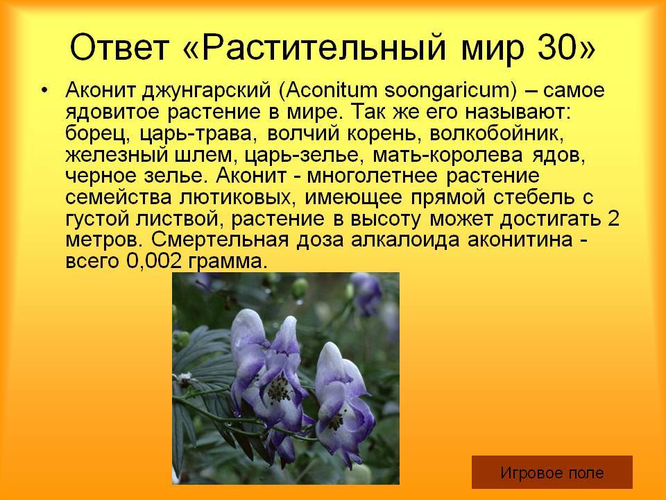 Аконит(растение): фото цветка и применение в гомеопатии
