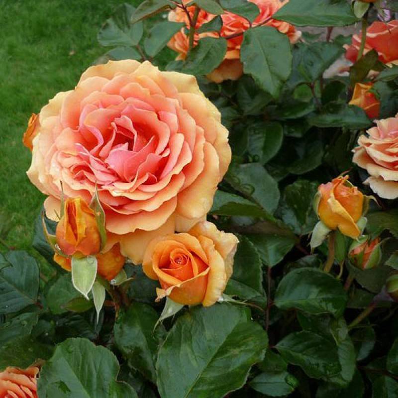 Ашрам роза - описание и характеристики сорта, как вырастить в своем саду, рекомендации