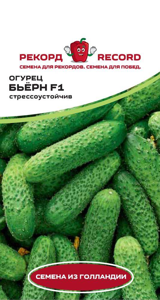Огурец бьерн f1 – новый популярный гибрид среди овощеводов