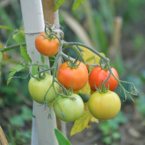 Чем удобрять помидоры от начала и до конца сезона 2022 — agroxxi