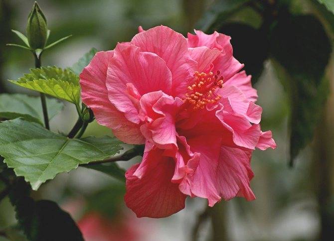 Гибискус – китайская роза: виды, уход, выращивание и размножение в домашних условиях. почему гибискус цветок смерти: приметы и суеверия