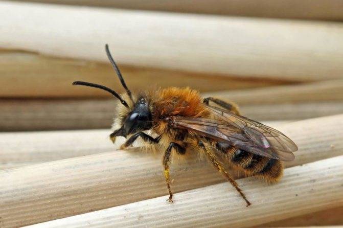Земляные пчелы: виды, как забрать мед, укус, нужно ли от них избавляться? | пчелы