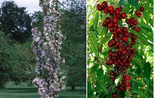 Описание и характеристики сортов колоновидной вишни, посадка и уход