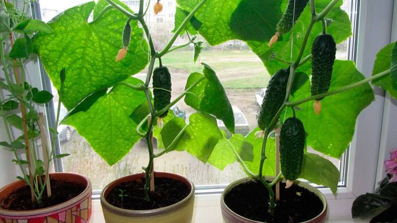 О том, как выращивать огурцы дома: где сажать, как ухаживать, секреты роста