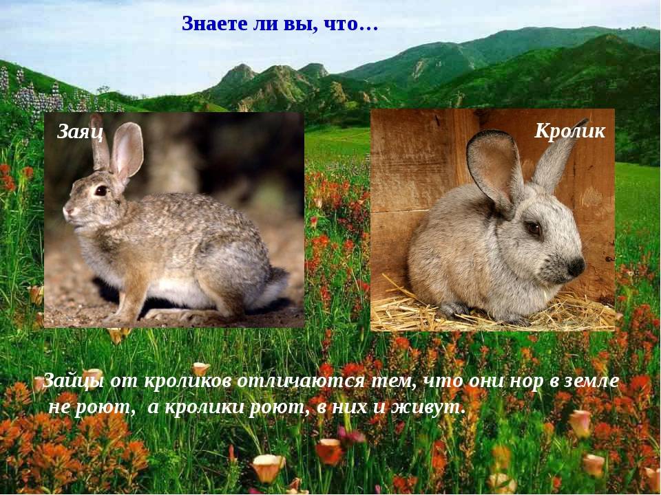 Чем отличается кролик от зайца: внешняя разница между животными