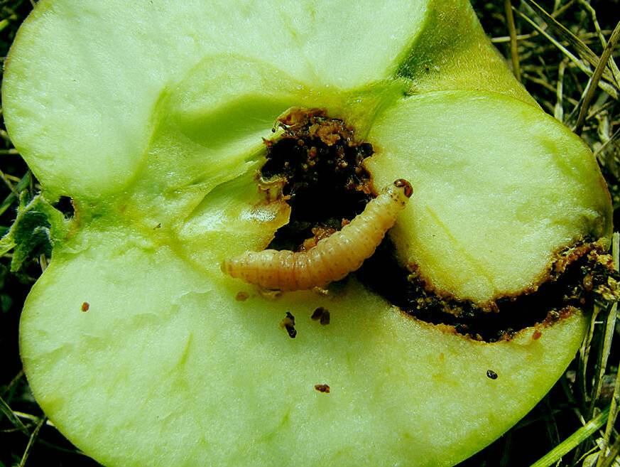 Как бороться с червями и чёрным раком у яблонь?