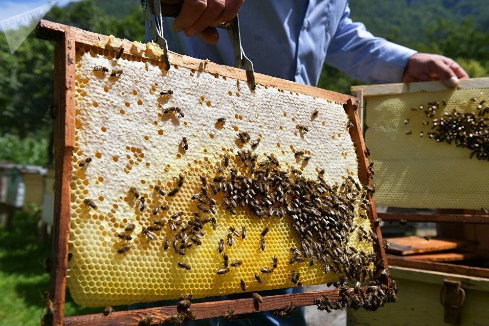 Когда качают мед у пчел в Средней полосе, какие рамки не откачивать