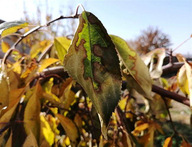 Причины пожелтения листьев у груши