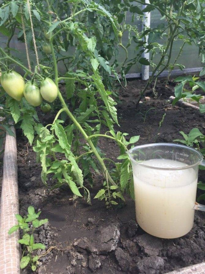Чем подкормить помидоры после высадки в открытый грунт