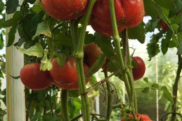 Томат розовый гигант: описание сорта, его главные достоинства, отзывы и фото овощеводов, советы по выращиванию для получения высоких урожаев