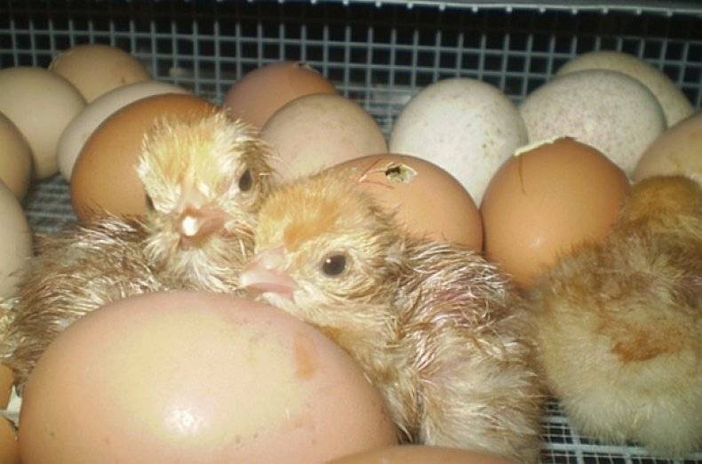 Как вывести цыплят в инкубаторе- подробная инструкция