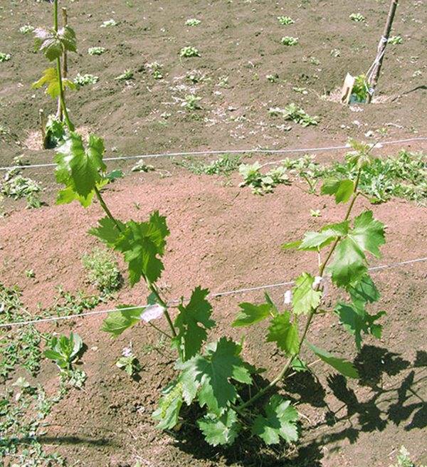 Посадка и выращивание винограда на урале