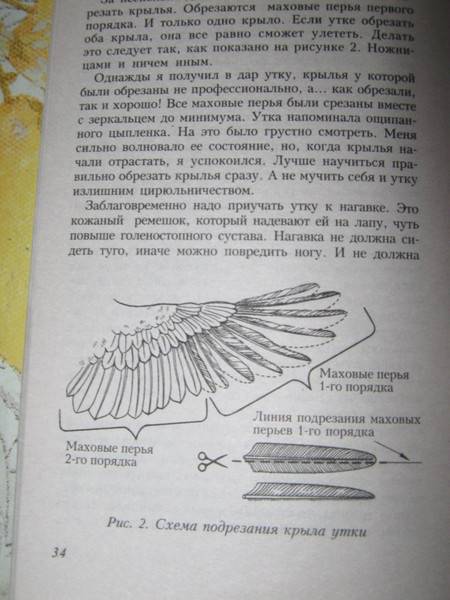 Обрезка крыльев у кур. процедура подрезки крыльев курам