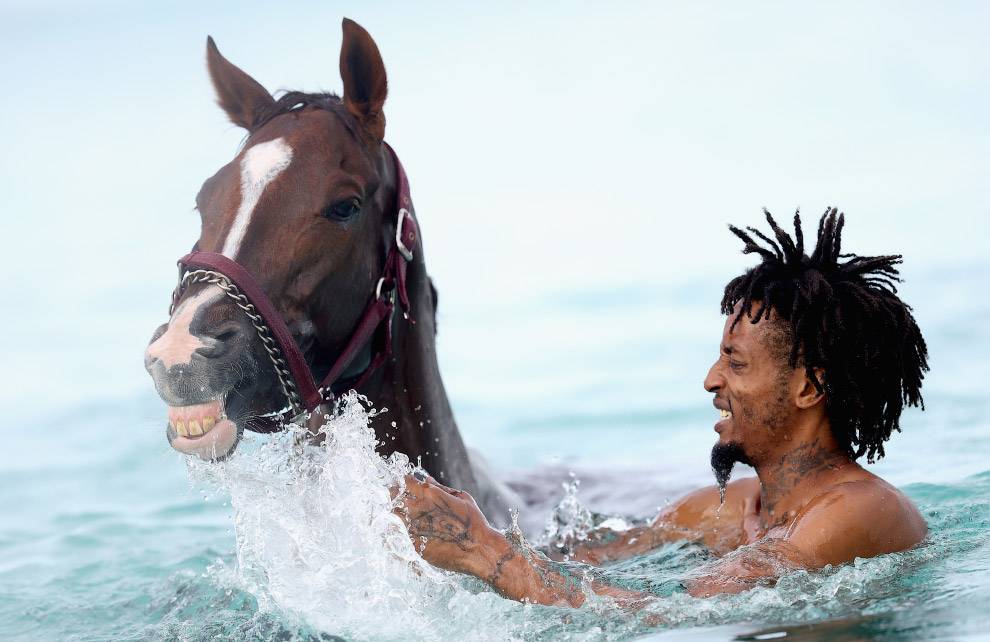 Умеют ли лошади плавать? как научить лошадь плавать?