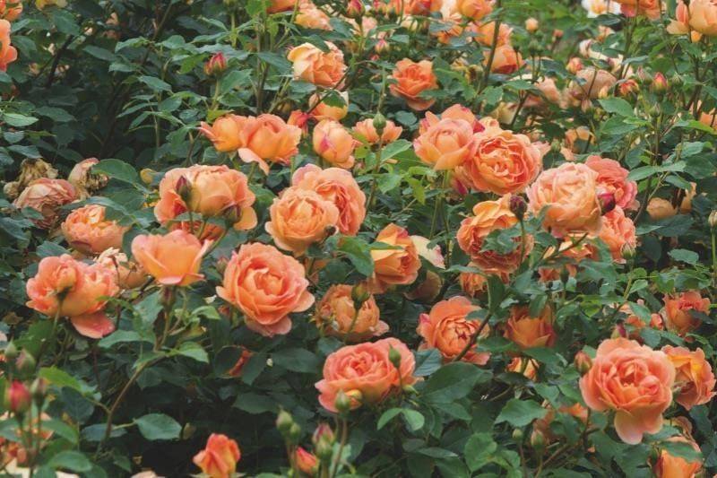 Английская роза lady of shalott (леди оф шалотт): фото и описание сорта