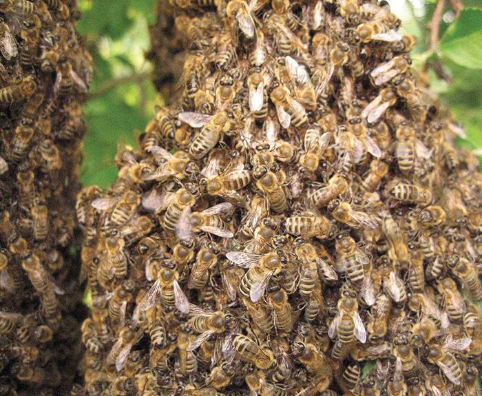 Роение пчел - 90 фото и причины роения. особенности подготовки к роению пчел