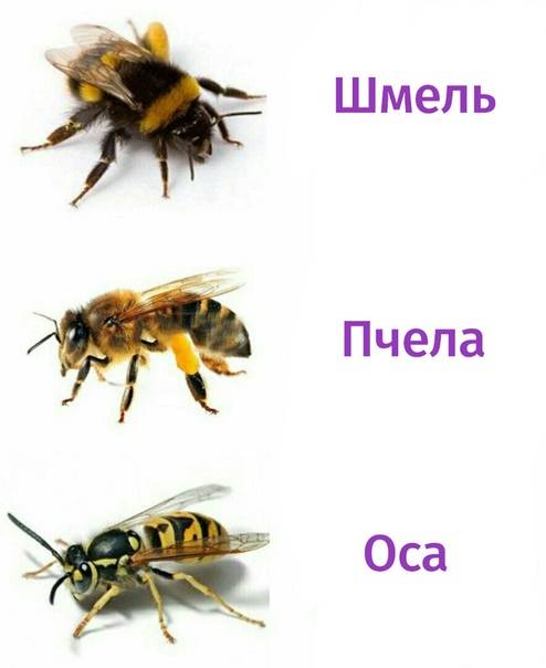Чем отличается оса от пчелы: описание, внешний вид, образ жизни, поведение, укусы, опасность  
