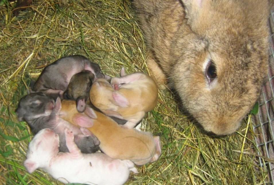 Как крольчиха кормит крольчат: сколько раз в сутки, сколько дней: советы опытных кролиководов. когда можно отсаживать? сколько крольчат способна вскормить крольчиха. как вообще определить сыты ли крол