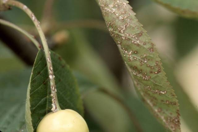 Коккомикоз вишни: меры борьбы и перспективы дальнейшего плодоношения