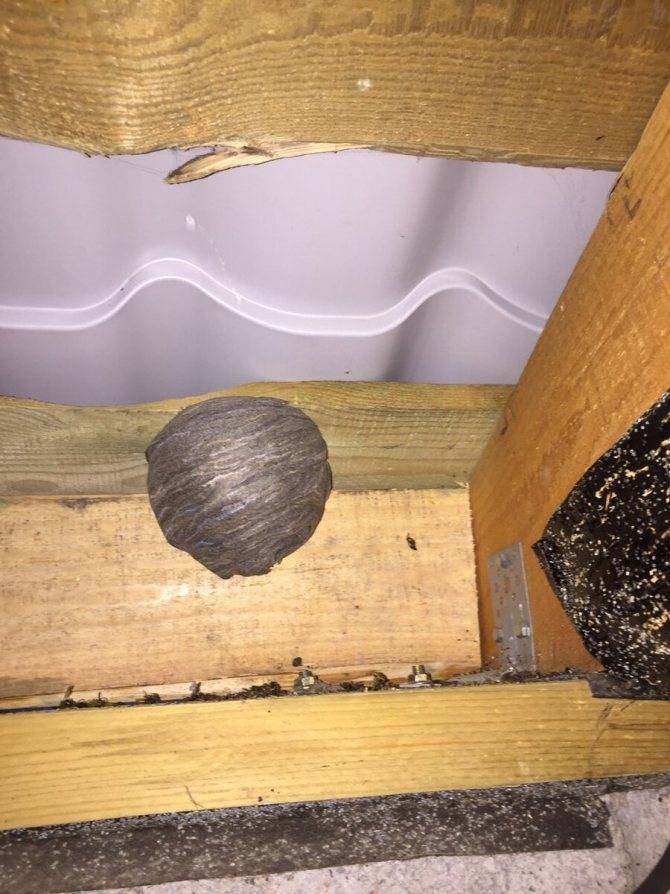Опасные соседи: как избавиться от гнезда шершней под крышей