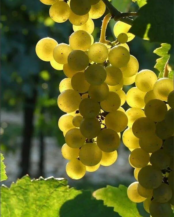 Описание и характеристики сорта винограда шардоне, зимоустойчивость и требования к выращиванию