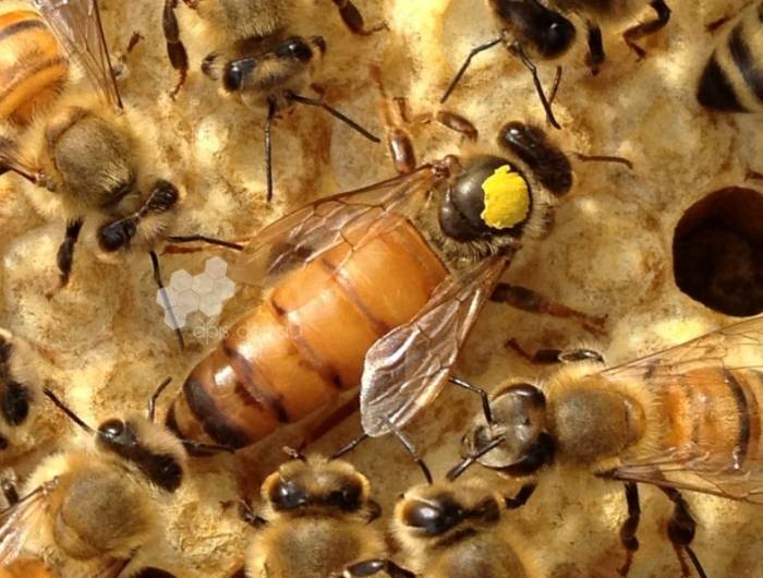 Особенности поведения и содержания пчел бакфаст